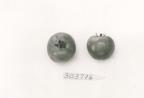 Click for 1 image(s) for this accession. FRUIT